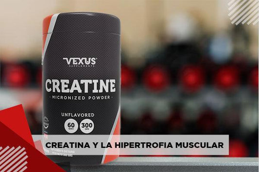 Creatina y la hipertrófia muscular - Zona FIT